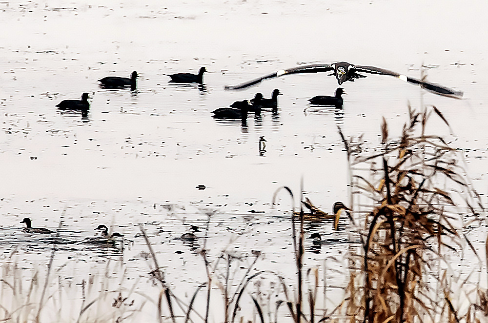 Harmaahaikara lentää vesilintujen yli kohti kuvaajaa
