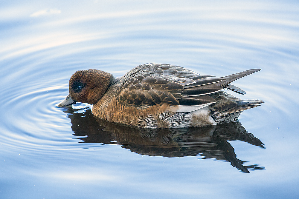 Ahvenisjärven sorsien joukossa on yksi haapana