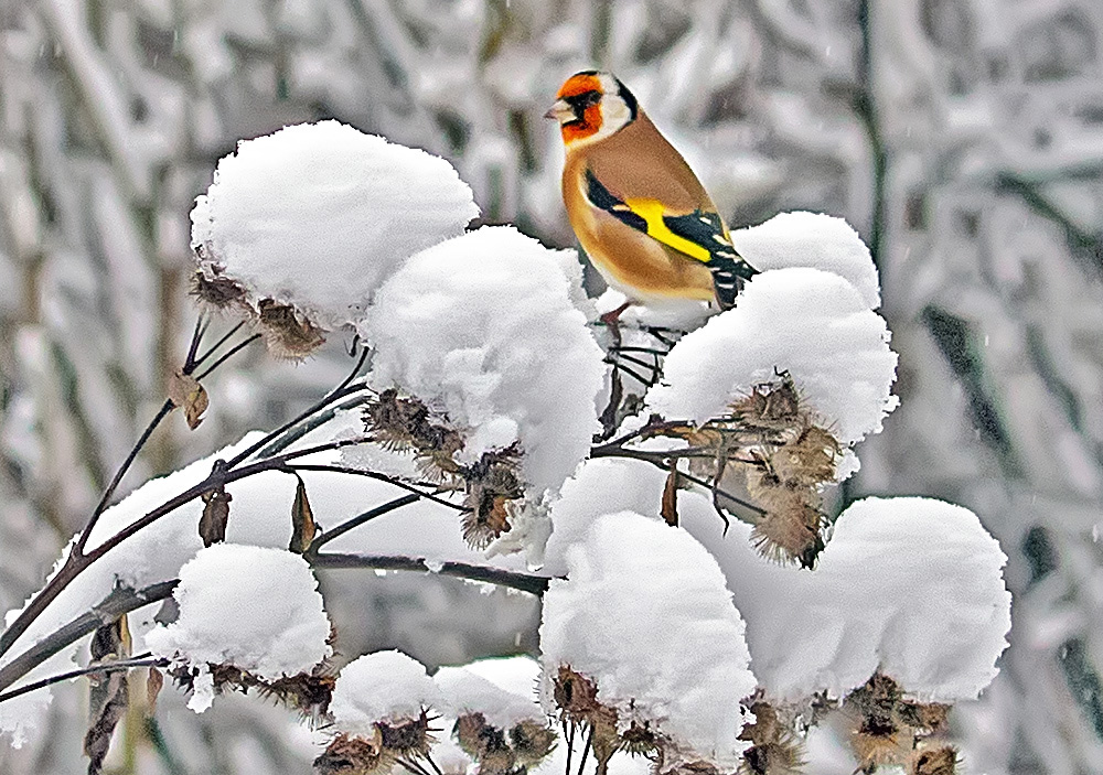 Tikli näyttäytyi lumen peittämillä takiaisilla