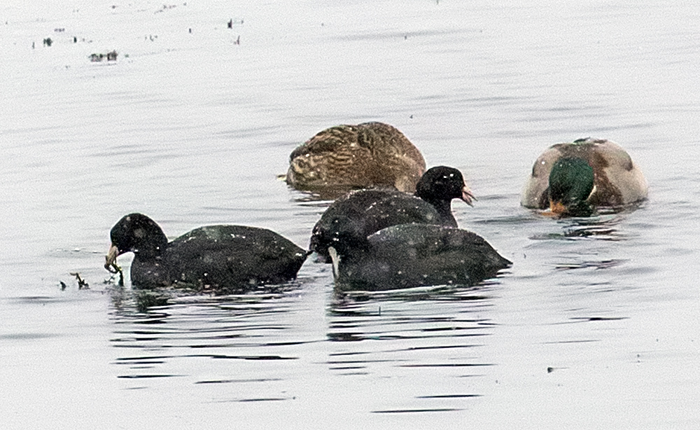 Joukko nokikanoja viivytteli Iidesjärvellä