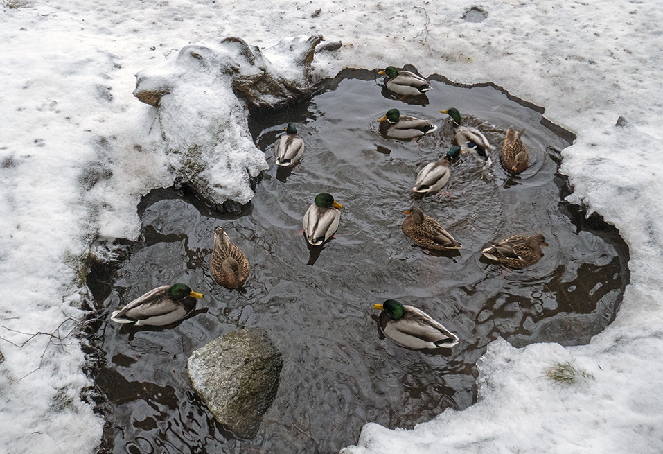 Sorsat tungeksivat puossa ja pikkuruisessa sulassa